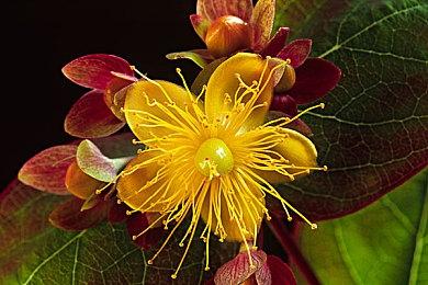 《空之轨迹 the 1st》多平台发售 经典名作完全重制版